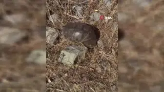 Tunceli'de kaplumbağaya su yerine karpuz ikram edildi
