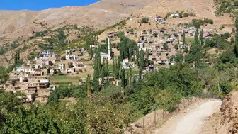 Çüngüş'te organik ata tohumu domates hasadı başladı