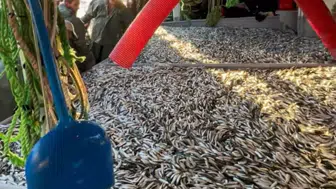 Gelibolu'da av sezonu coşkusu: Gırgır teknesi bin 500 kasa sardalya çıkardı