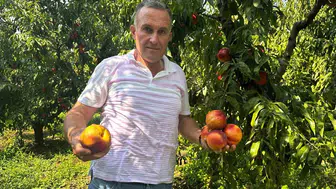 Nektarin fiyatları dalında 40 liraya yükseldi, üreticinin yüzü güldü