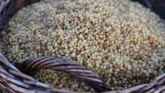 Karakılçık buğdayı hasadı ve geleneksel bulgur üretimi Hatay'da sürüyor