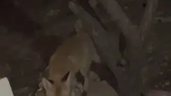 Bayburt'ta tilki, tavuklar için bırakılan sudan faydalanıp aile tarafından besleniyor