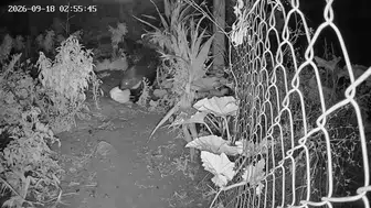 Oklu kirpi gece yarısı bahçeden kavun çaldı