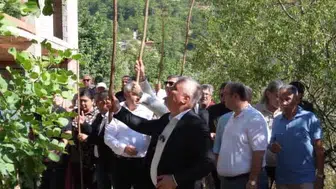 Alanya'da gerçekleştirilen keçiboynuzu hasat şenliğinde yarışma yapıldı