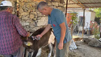 Söke'de sonbahar dönemi şap aşılamaları devam ediyor