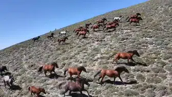 Yılkı atlarının yüksek dağlardaki serüveni: Akdağ'da dronla görüntülendi