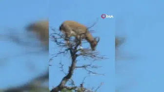 Yaban keçisinin ağaçtaki sıra dışı görüntüsü doğayı gözler önüne serdi