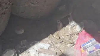 Adilcevaz'da damalı su yılanlarının sıradışı çiftleşme seremonisi kaydedildi