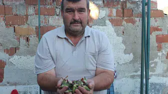 Burhaniye'de kınalı bamya satışları yükseliyor