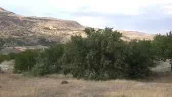 Malatya’nın coğrafi işaret tescilli bal armudunda hasat başladı