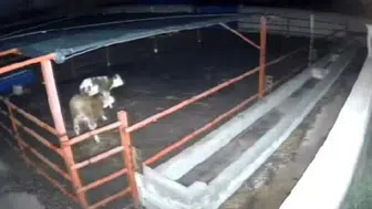 Kırşehir'deki mandıraya kurt saldırısı: İki hayvan telef oldu