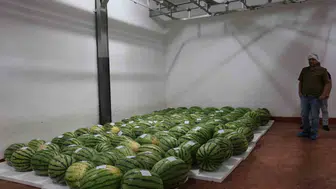 Diyarbakır karpuzları yarışma için özenle korunuyor
