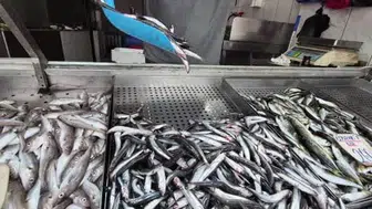 Düzce'de sezonun balıkları palamut ve hamsi tezgahları renklendiriyor