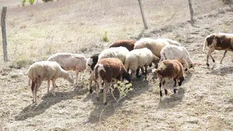 Arnavutköy'de köpek saldırısında küçükbaş hayvanlar hedef oldu