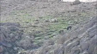 Yazın ortasında Antalya'da ayıların kar keyfi
