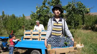 Erzincan’ın coğrafi işaretli Cimin üzümünde hasat sezonu başladı