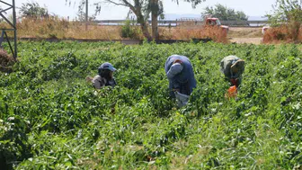 Hatay'da kapya biber hasadı 20 TL'den satılıyor