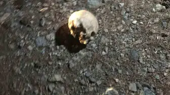 Gazipaşa’da ormanlık alanda kafatası bulundu