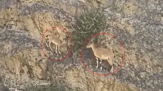 Erzurum'daki dağ keçileri yoldan geçenlere görsel şölen sundu
