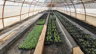 Şanlıurfa'da kış ayları için 500 bin mevsimlik çiçek yetiştirilecek