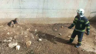 Denizli'de kuru havuzda mahsur kalan köpek kurtarıldı