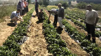 Kocaeli'de kadınların gücüyle tarımsal üretim artıyor