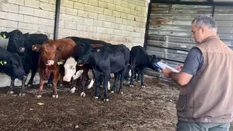 Afyonkarahisar'da kırsal tarımda yeni dönüm noktası: büyükbaş destek projesi devam ediyor