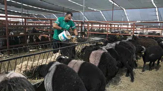 Mersin'de 420 üreticiye 10 bin 500 küçükbaş hayvan desteği sağlanıyor