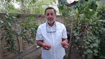 200 yıllık lezzet içi kırmızı elma Sorgun’da yetişti