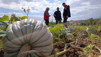 Tekirdağ'da bal kabağı hasadı devam ediyor