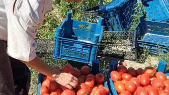 Domates hasadı sürerken Karapınar'da hastalık kontrolü yapıldı