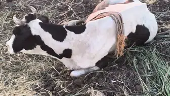 Reyhanlı'da bataklığa düşen büyükbaş hayvanın kurtarılma anı