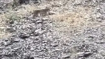 Tunceli'de vaşak doğada görüntülendi