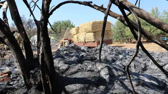 Aksu Belediyesi, yangın sonrası ihtiyaç sahiplerine saman yardımı ulaştırıyor