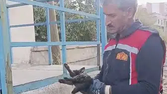 Yüksekova’da park halindeki araçta mahsur kalan kedi kurtarıldı