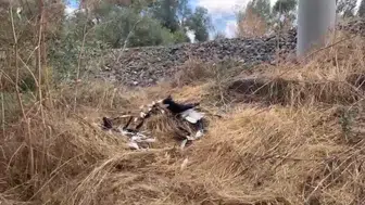 Kütahya'da leylek ölümleri paniğe neden oldu