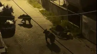Kars'ta boz ayıların mahalledeki sıra dışı yürüyüşü dikkat çekti