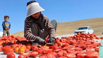 Elazığ domatesleri dünya mutfaklarını zenginleştiriyor