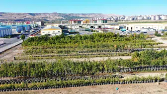 Kayseri’nin yeşil dokusu fidanlıkla zenginleşiyor