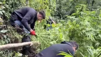 Samsun’da jandarma 756 kök kenevir ve silah ele geçirdi
