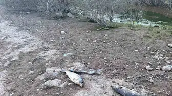 Ayvacık Barajı'nda balık ölümleri nedeniyle inceleme başlatıldı