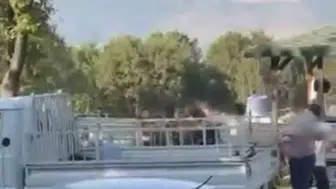 Bursa'da piknik alanında aileler arasında kavga: Olay anı kamerada