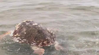 Kuşadası Körfezi'nde deniz kaplumbağası ölümleri artıyor