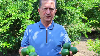 Adana limon üreticileri Rusya'daki durumdan endişeli