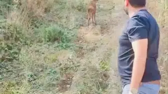 Yaralı karaca, tedavisinin ardından doğaya salındı