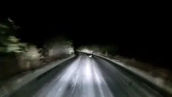 Edirne'de gece vakti tilkinin cesur kaçışı araç kamerasında görüntülendi