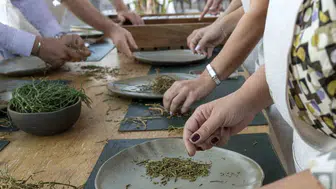 Bodrum'da gastronomi deneyimi: Denizde toplanan börülceler mutfakta hayat buldu