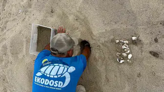 Kuşadası'nda caretta caretta yavrularının denizle buluşma anı