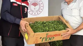 Burdur'da üreticilere marul fidesi desteği sağlandı