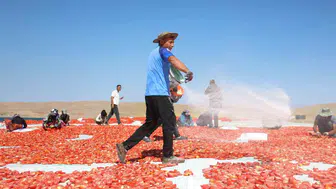Elazığ'da mevsimlik işçiler domates tarlasında ekmek peşinde
